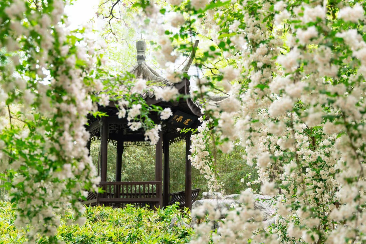 踏青必看！北京15条“最美园路”串起春日繁花