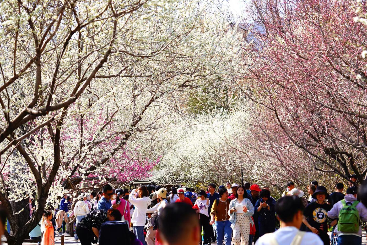 踏青必看！北京15条“最美园路”串起春日繁花