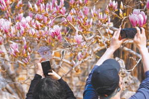 二乔玉兰进入最佳观赏期，吸引很多游客拍照。