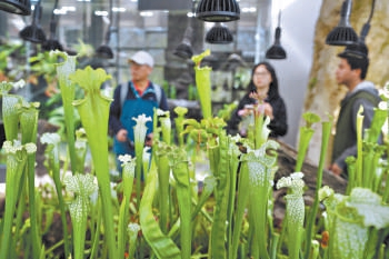 国家植物园低温温室升级改造后向公众开放。 国家植物园低温温室升级改造后向公众开放。