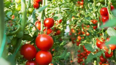 本周六“北京优农”市集登陆朝阳公园,密云西红柿邀您“鲜”尝 本周六“北京优农”市集登陆朝阳公园,密云西红柿邀您“鲜”尝