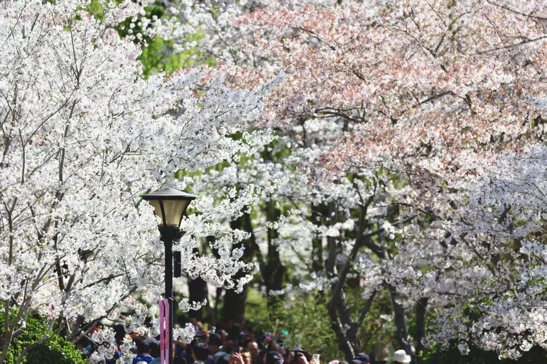 北京推出15条“最美园路”！点击收藏——