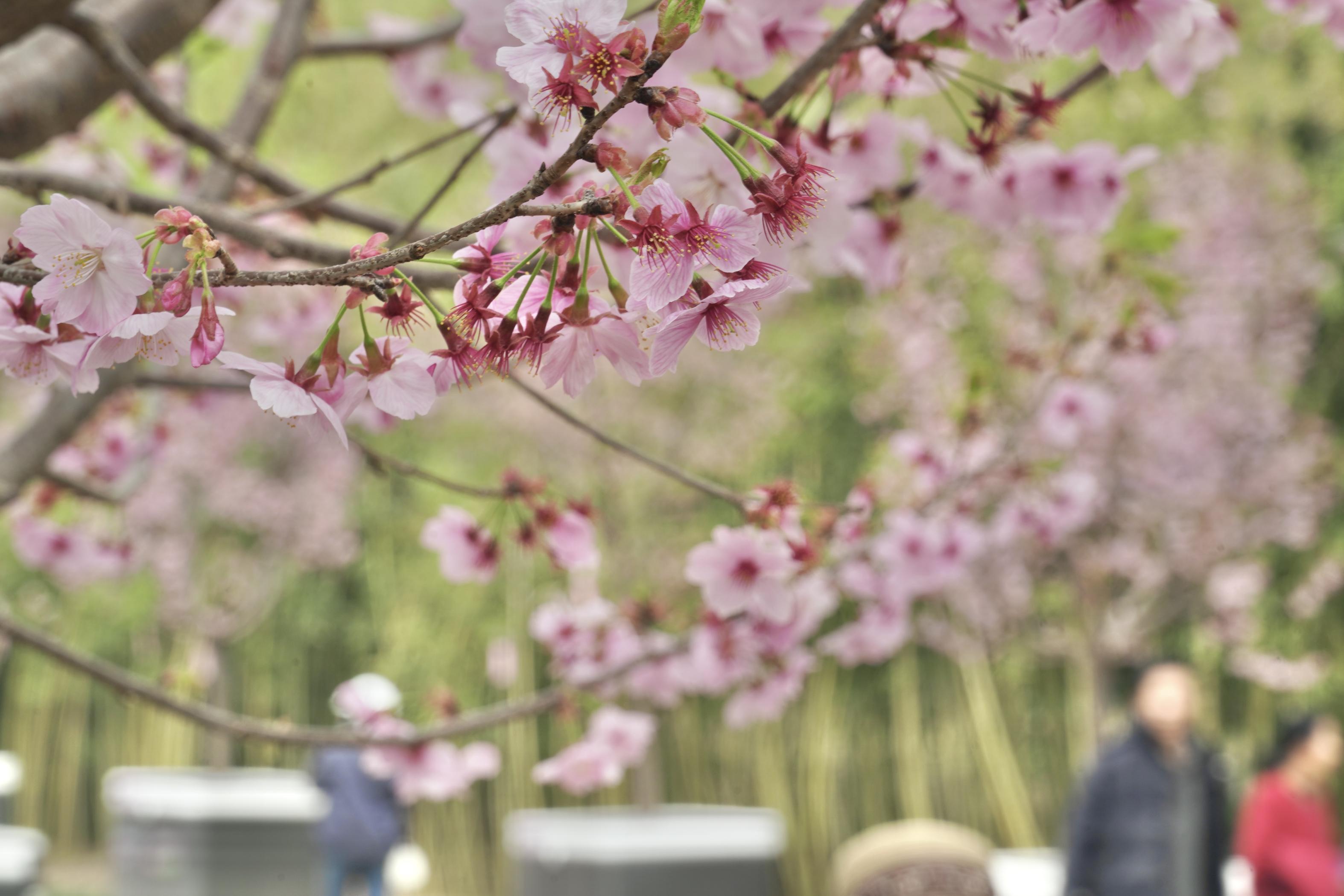北小河游船启航上线三种船型