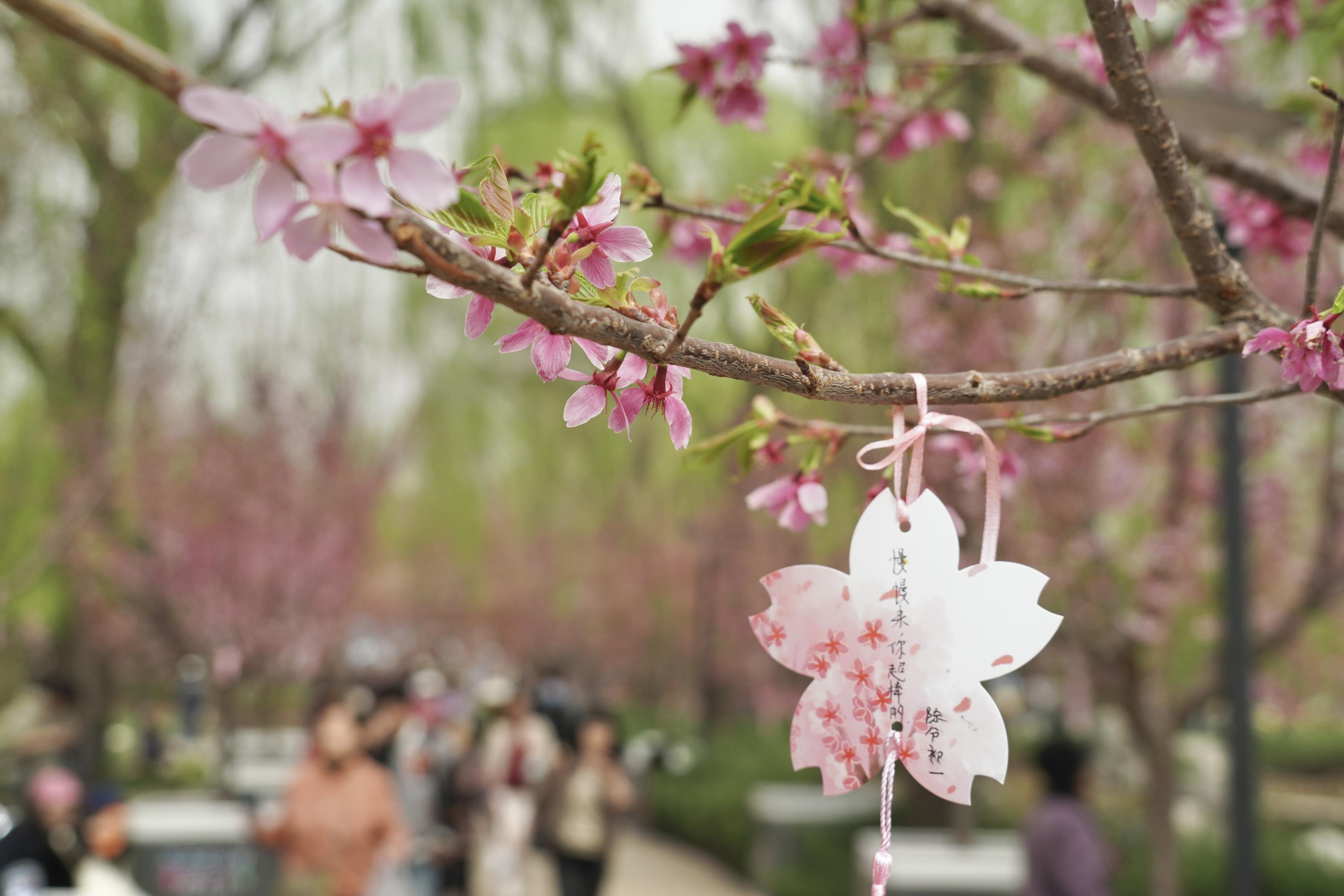 北小河游船启航上线三种船型