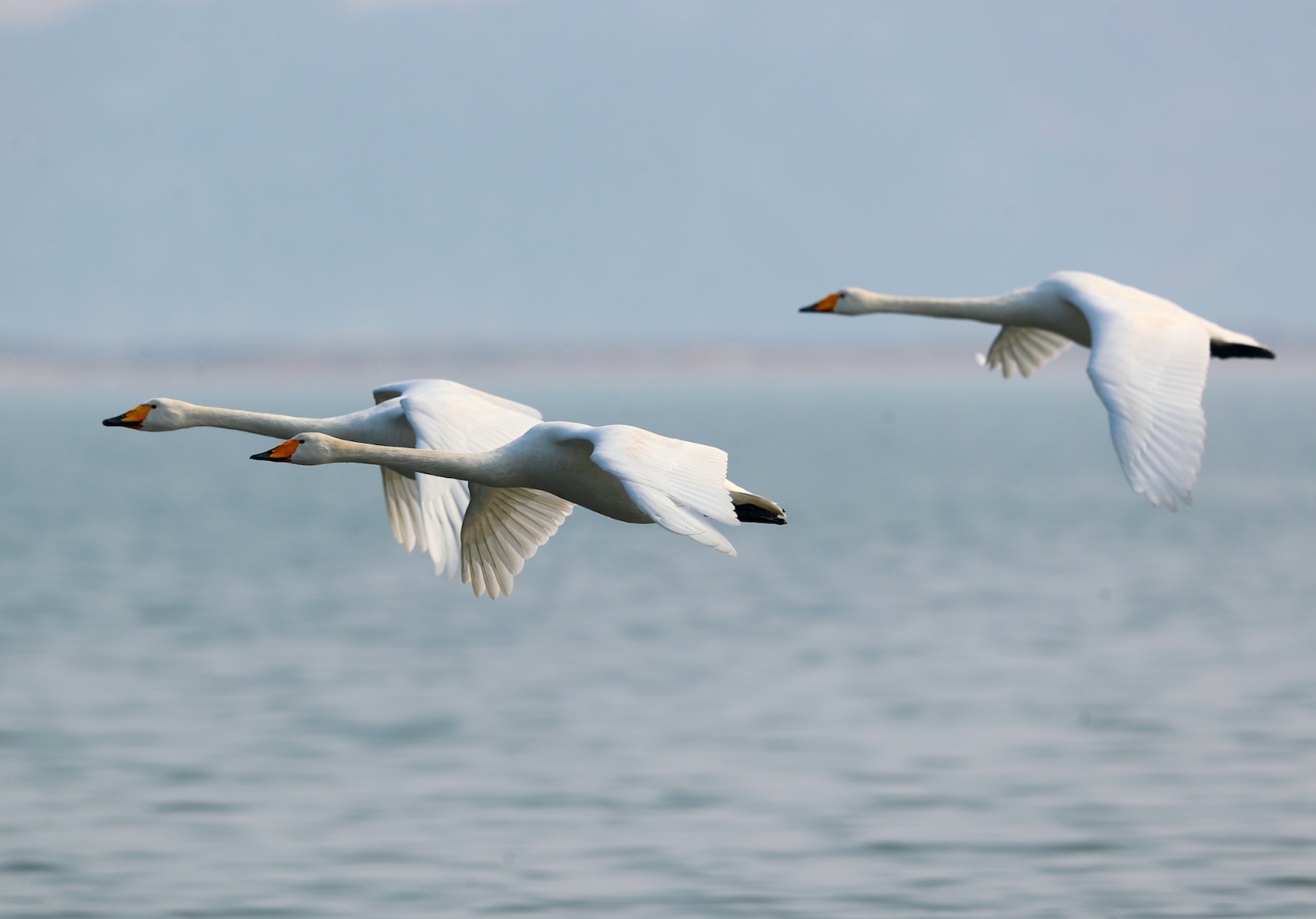 两只小灰鹤在官厅水库掉队好多天,终于找到爸妈了! 两只小灰鹤在官厅水库掉队好多天,终于找到爸妈了!