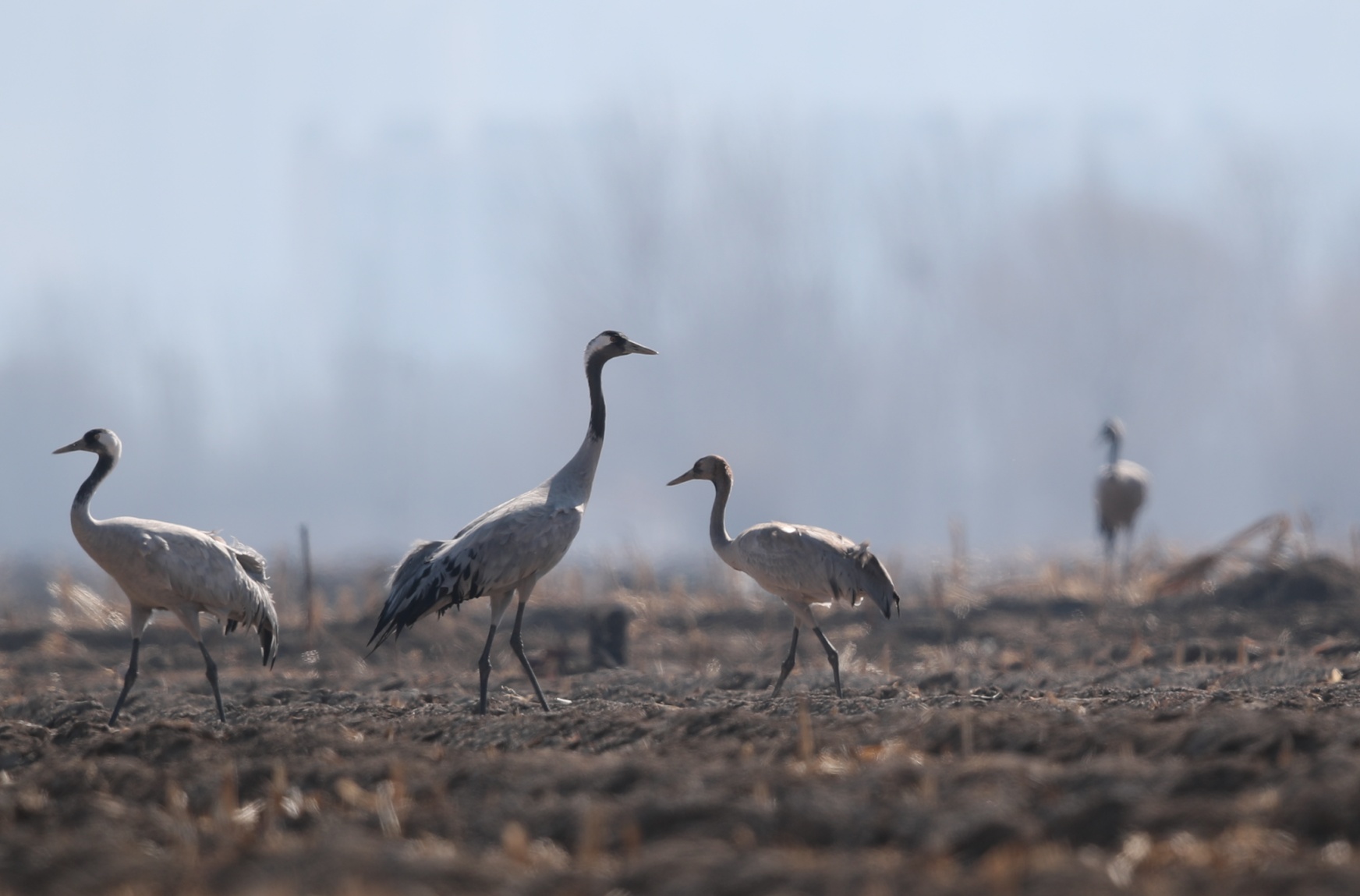 两只小灰鹤在官厅水库掉队好多天,终于找到爸妈了! 两只小灰鹤在官厅水库掉队好多天,终于找到爸妈了!