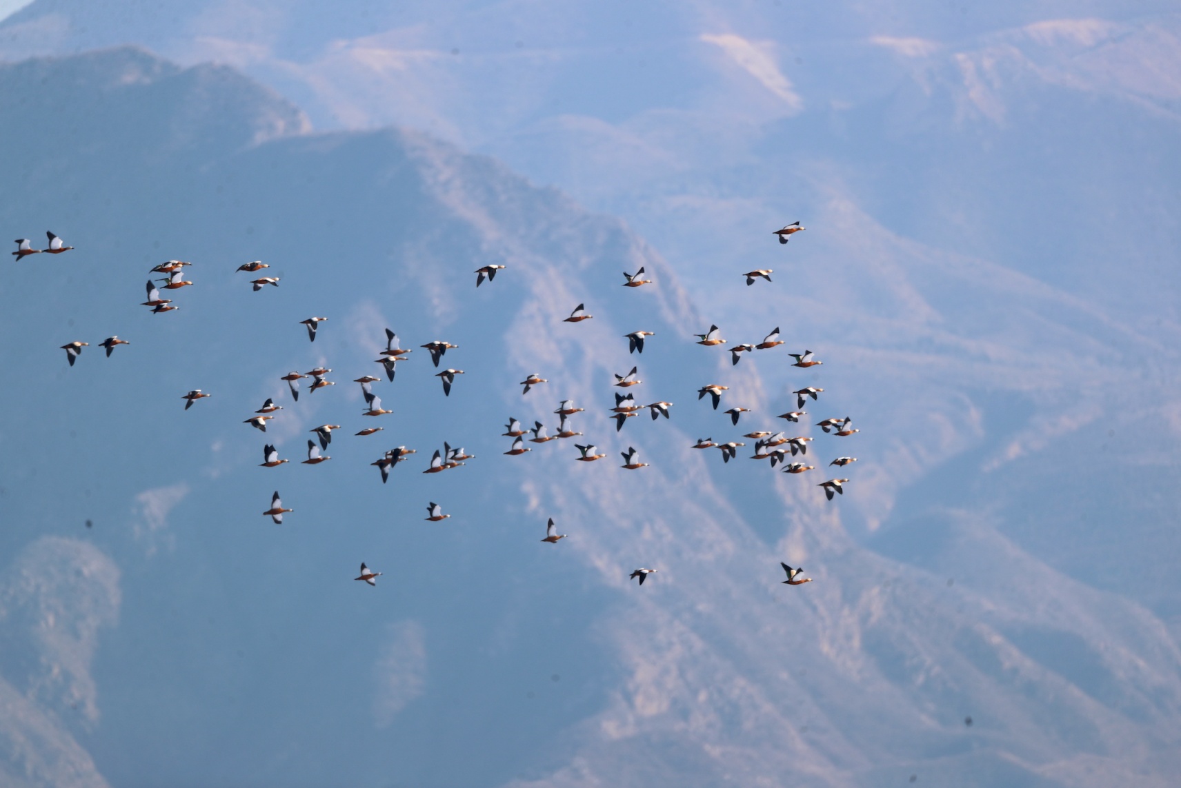两只小灰鹤在官厅水库掉队好多天,终于找到爸妈了! 两只小灰鹤在官厅水库掉队好多天,终于找到爸妈了!