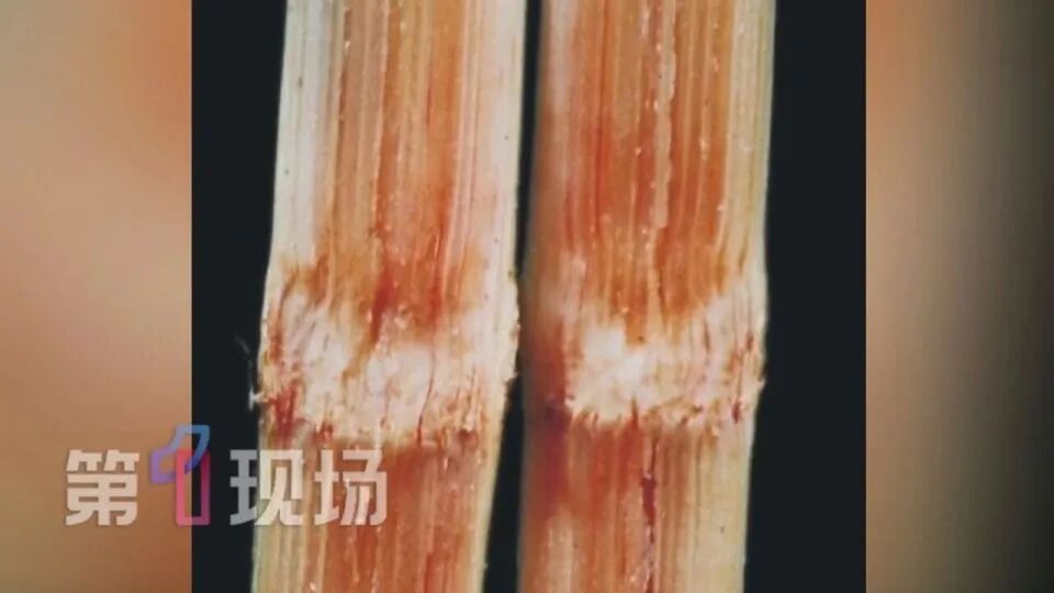 近期易出现 这种食物变质后“毒过蛇” 别吃它 近期易出现 这种食物变质后“毒过蛇” 别吃它