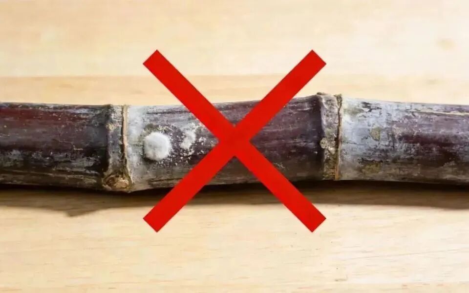 近期易出现 这种食物变质后“毒过蛇” 别吃它 近期易出现 这种食物变质后“毒过蛇” 别吃它