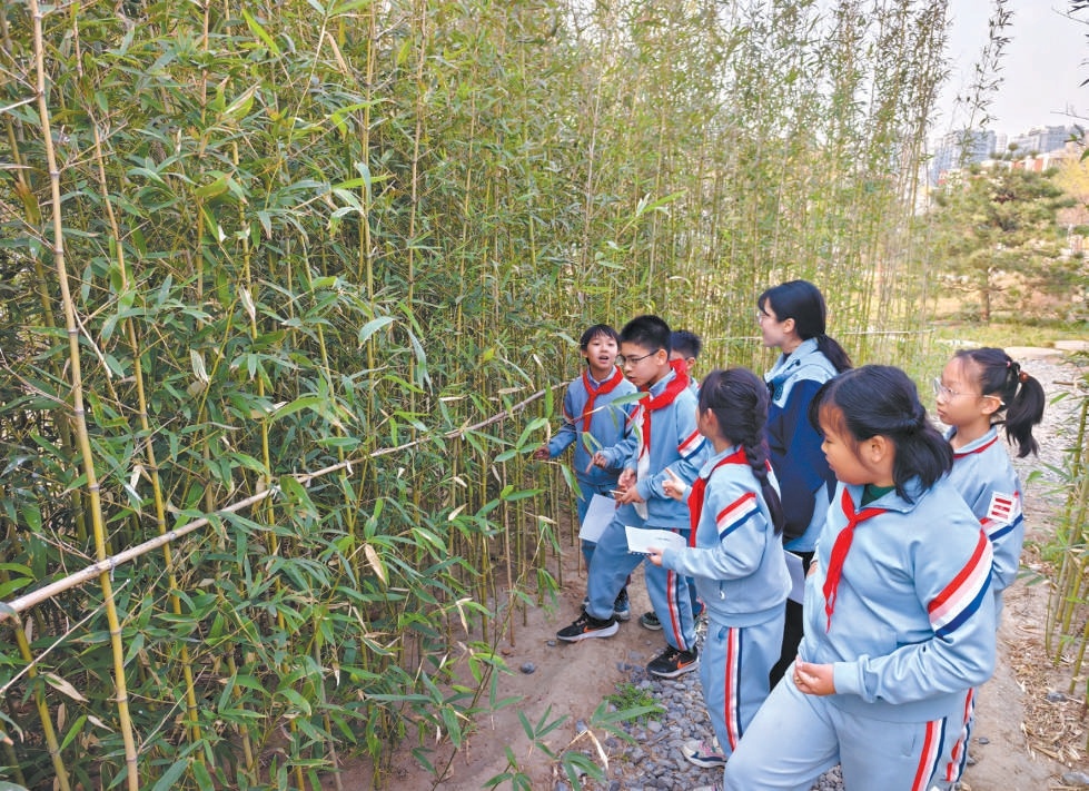 北京十一学校丰台小学的学生在讨论竹子是草本植物还是木本植物。