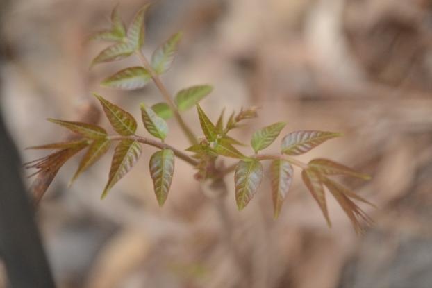 【北京疾控提醒您】野菜别乱采!这份“春日野菜食用安全指南”请收好 【北京疾控提醒您】野菜别乱采!这份“春日野菜食用安全指南”请收好