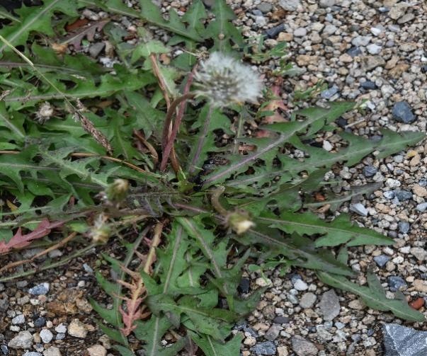 【北京疾控提醒您】野菜别乱采!这份“春日野菜食用安全指南”请收好 【北京疾控提醒您】野菜别乱采!这份“春日野菜食用安全指南”请收好