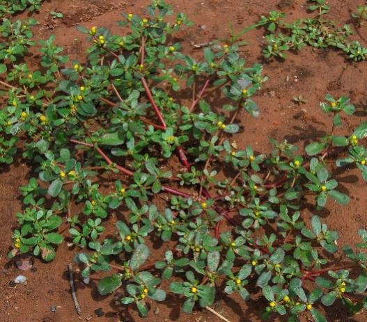 【北京疾控提醒您】野菜别乱采!这份“春日野菜食用安全指南”请收好 【北京疾控提醒您】野菜别乱采!这份“春日野菜食用安全指南”请收好
