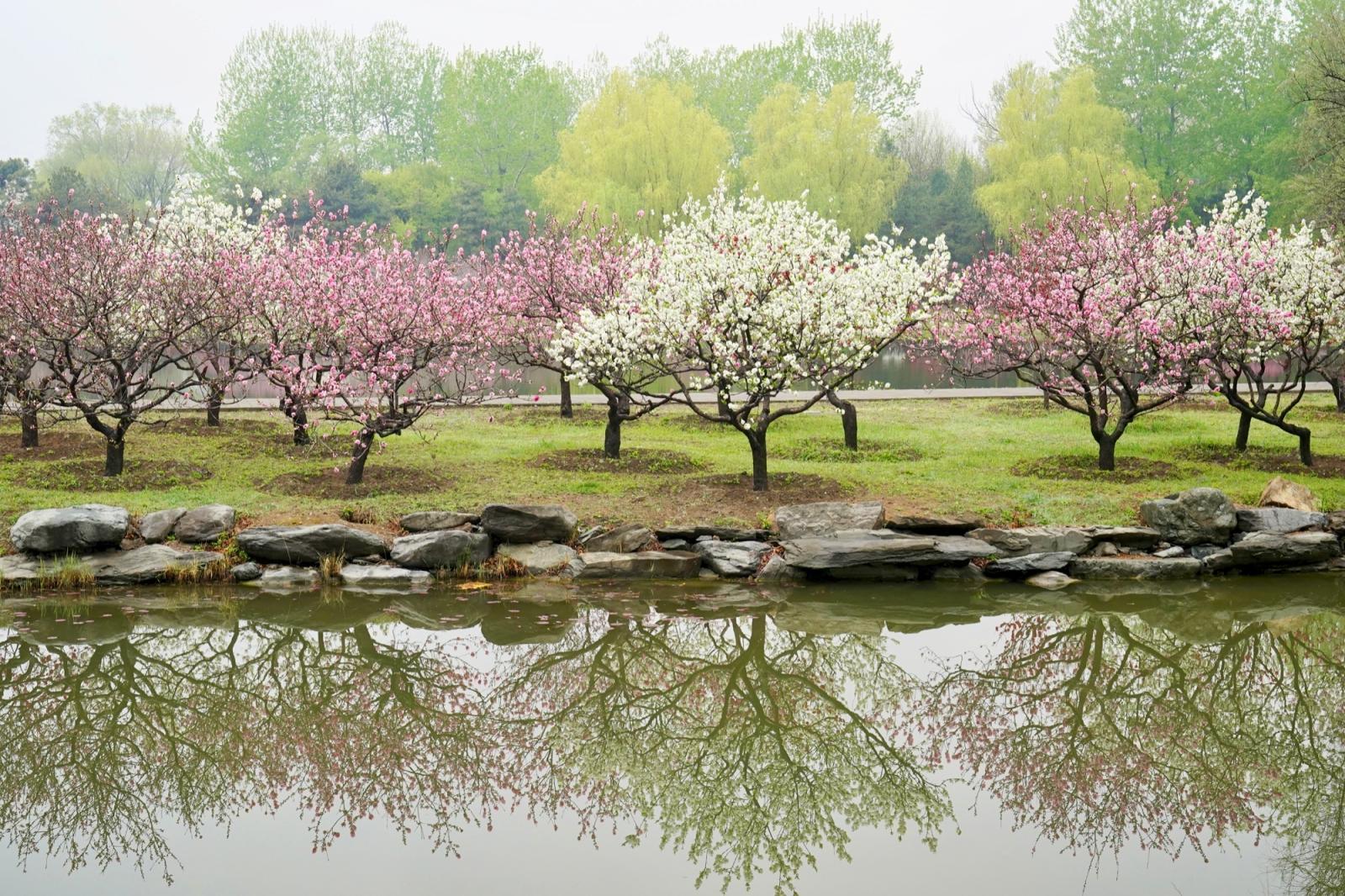 圆明园踏青节开幕,推出两条特色赏花路线 圆明园踏青节开幕,推出两条特色赏花路线