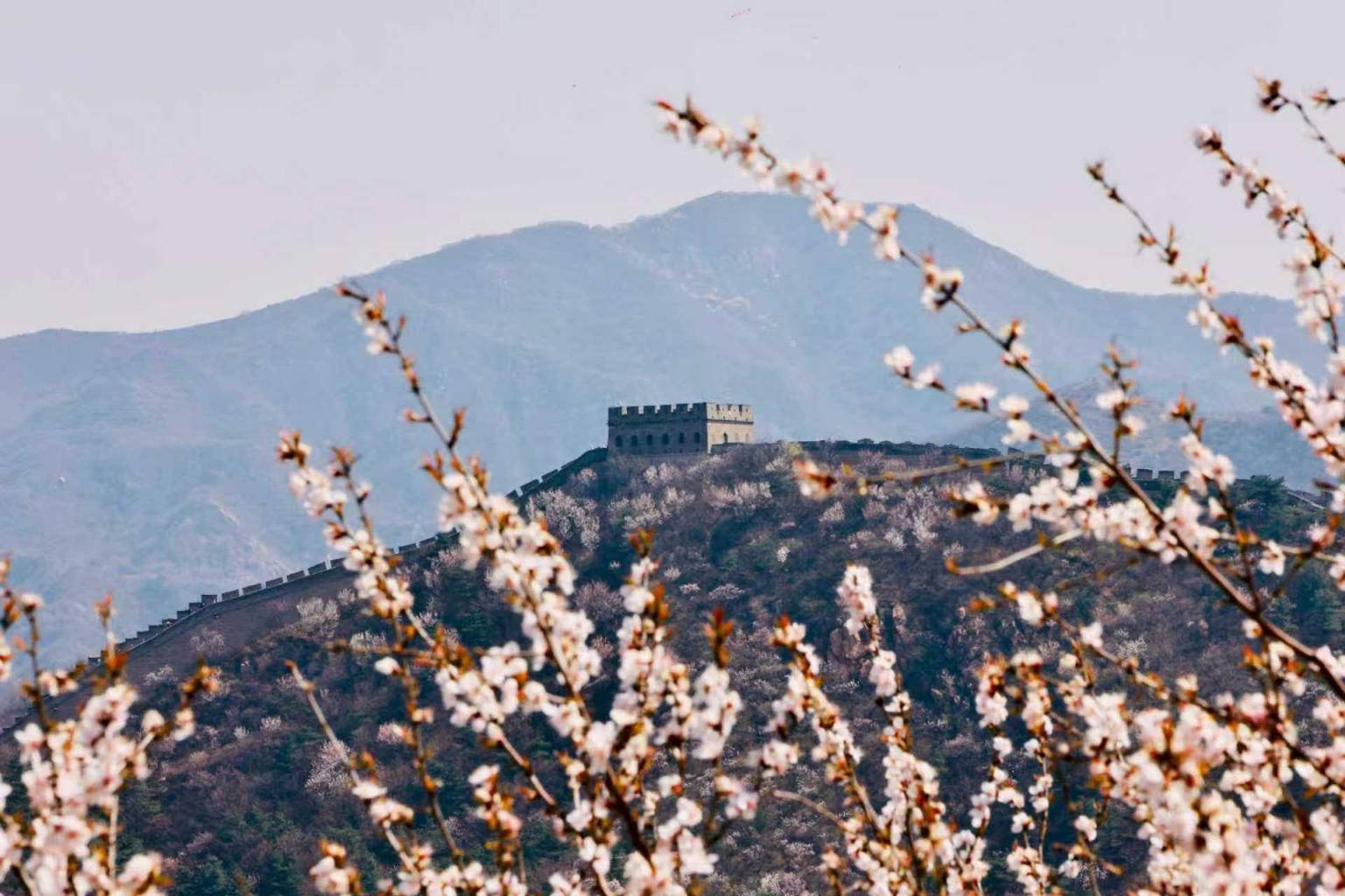 八达岭山花烂漫!南四楼至南七楼正值最佳观赏期 八达岭山花烂漫!南四楼至南七楼正值最佳观赏期