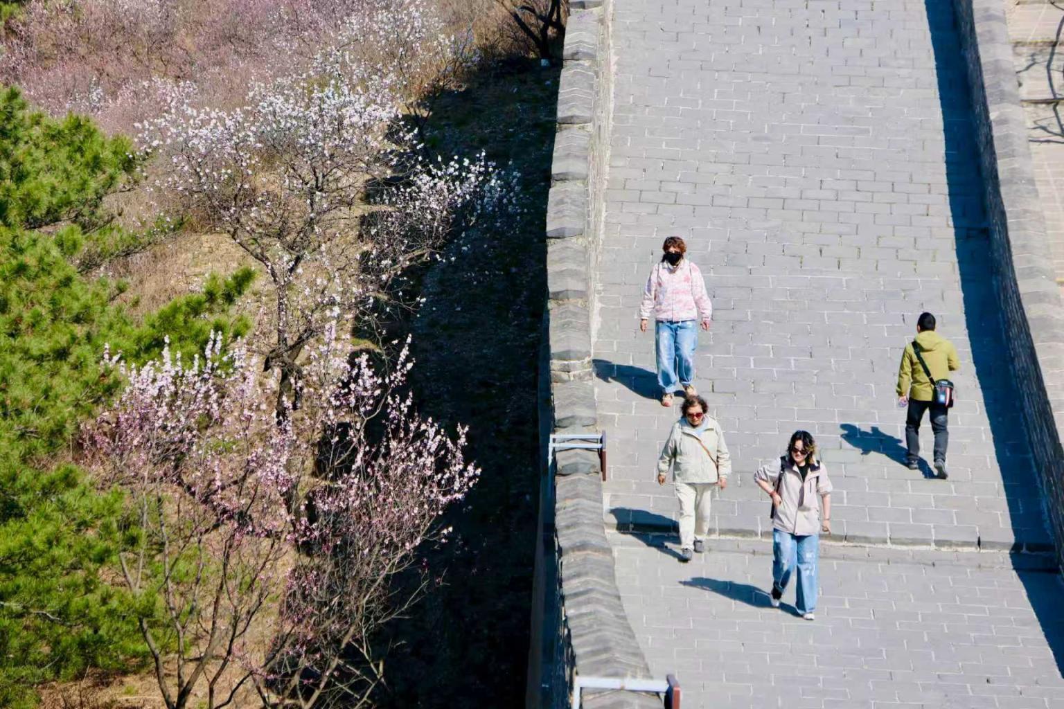 八达岭山花烂漫!南四楼至南七楼正值最佳观赏期 八达岭山花烂漫!南四楼至南七楼正值最佳观赏期