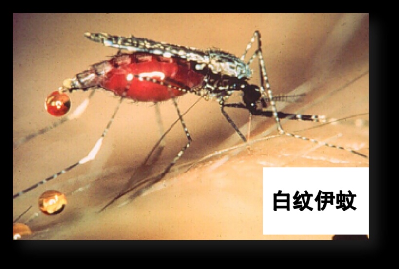 注意！蚊子提前“上班” 这两种“热病”正悄悄北上