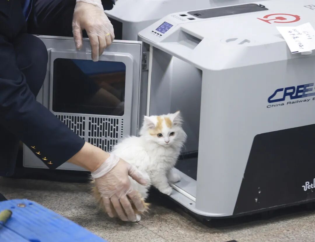 重大升级!宠物可以独自“坐”高铁了—— 重大升级!宠物可以独自“坐”高铁了——