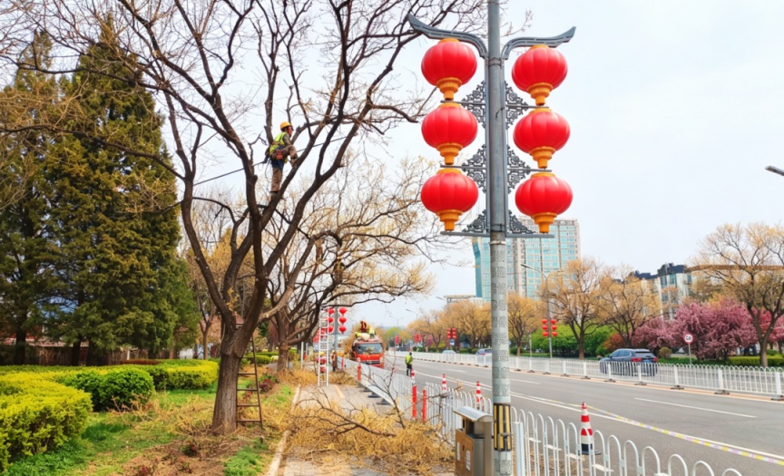 北京怀柔：开放路金枝国槐春季修剪，途经请留意避让！