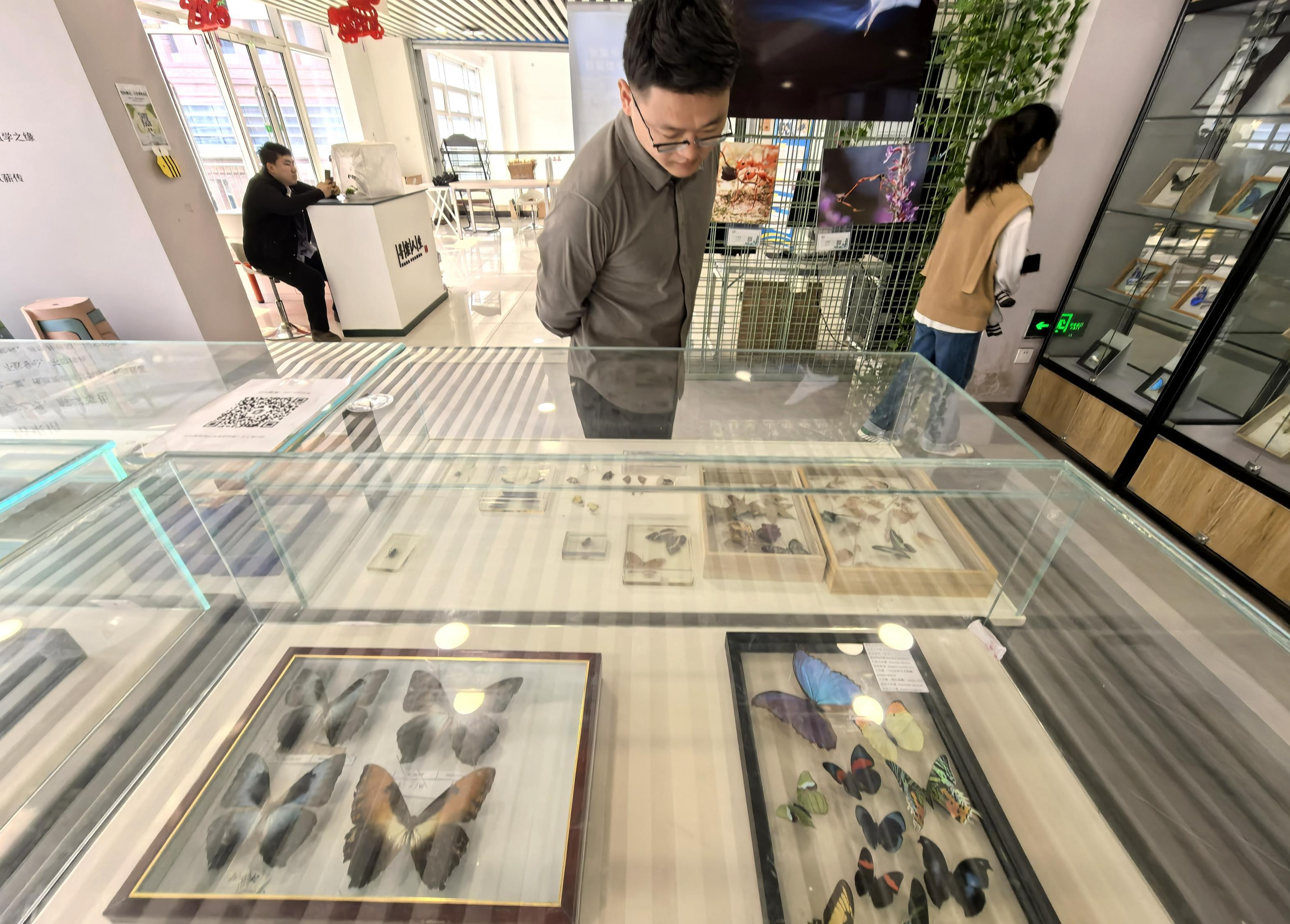 农大昆虫博物馆展海关截获昆虫标本，周六日面向校外开放