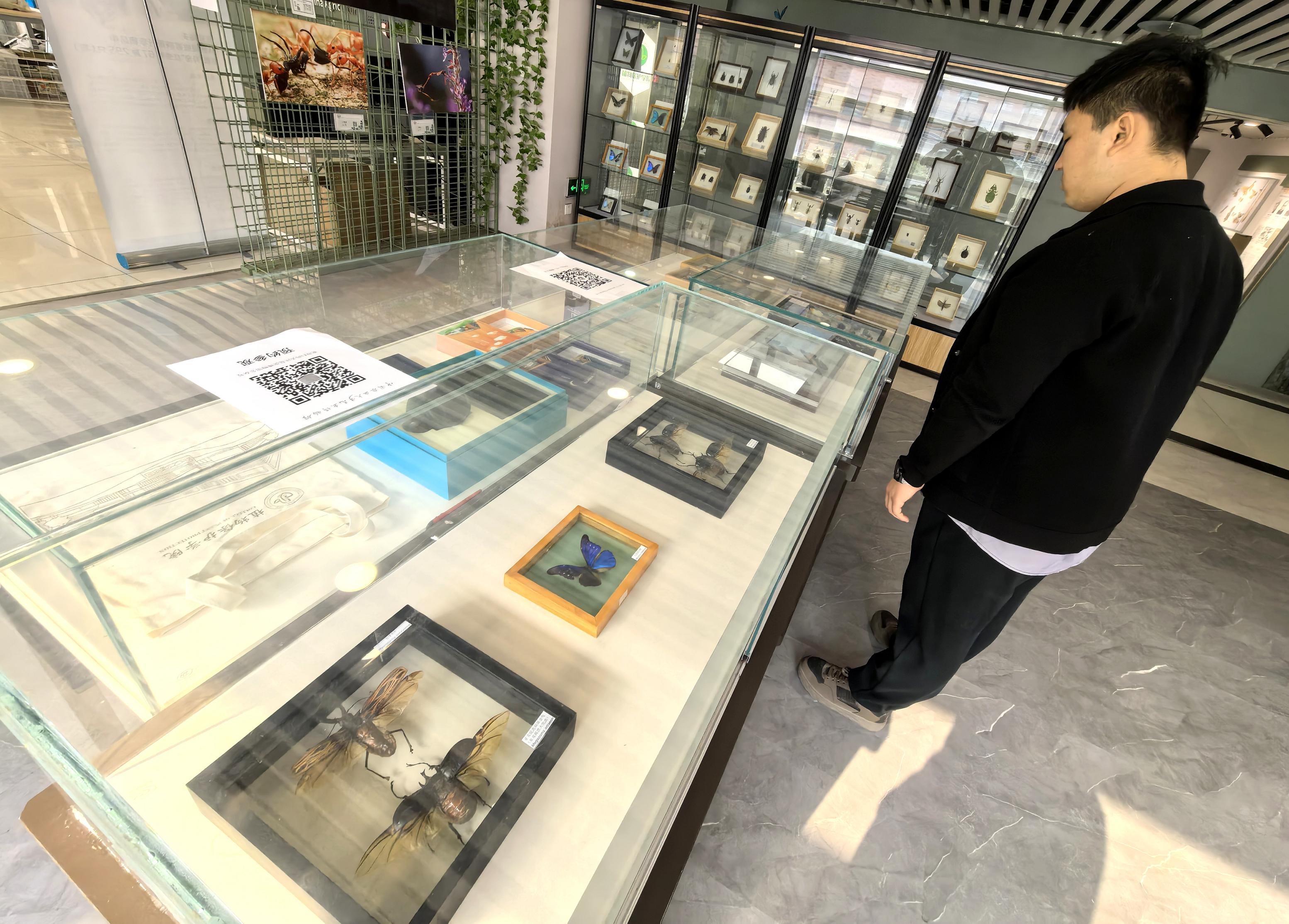 农大昆虫博物馆展海关截获昆虫标本，周六日面向校外开放