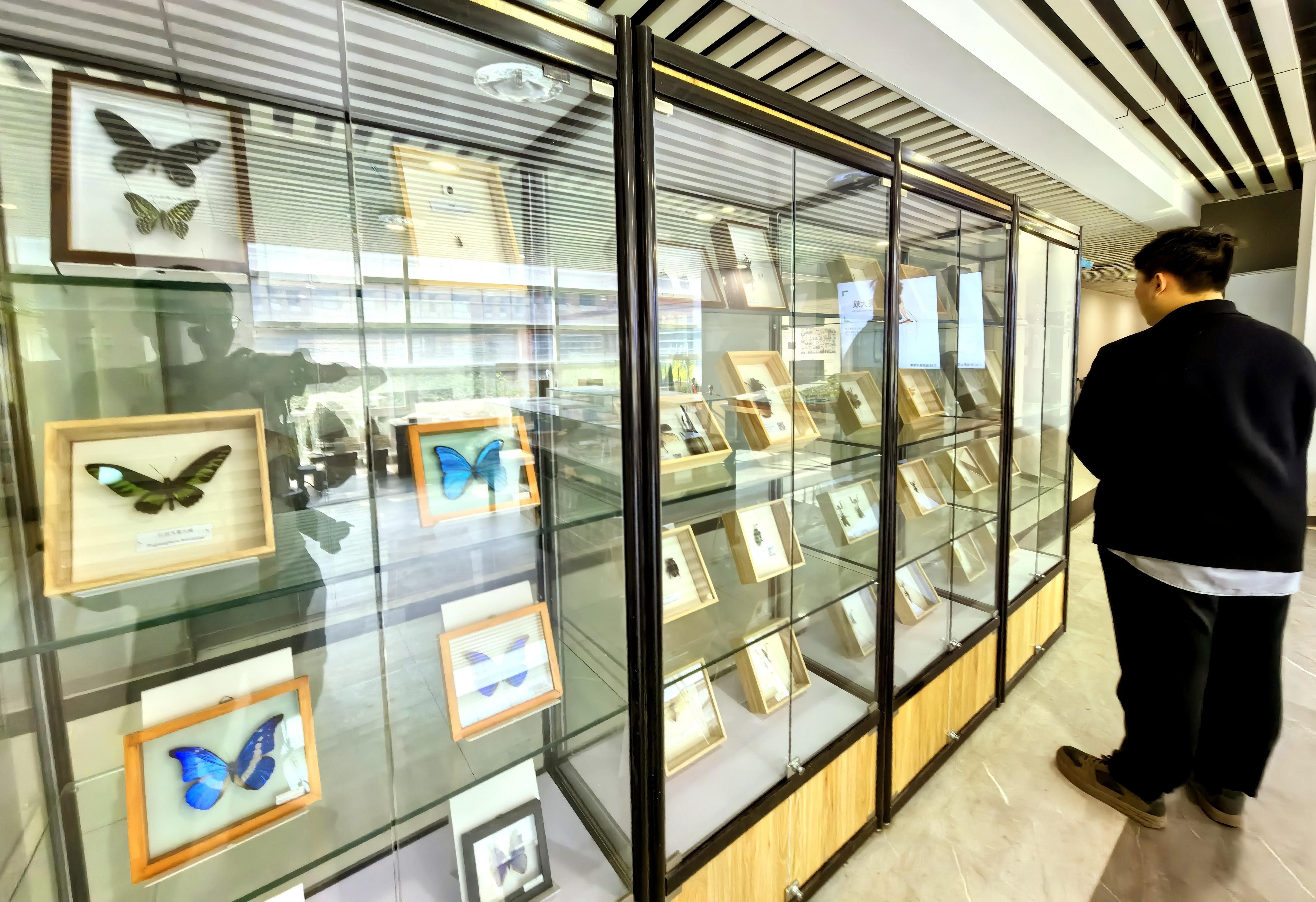 农大昆虫博物馆展海关截获昆虫标本，周六日面向校外开放