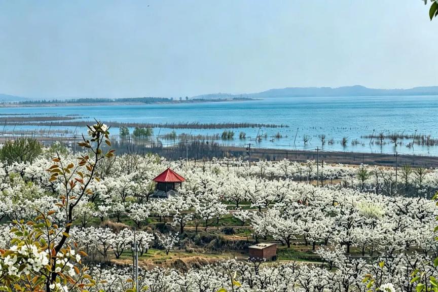 密云不老屯镇花“海”绽放，万亩梨花与密云水库同框