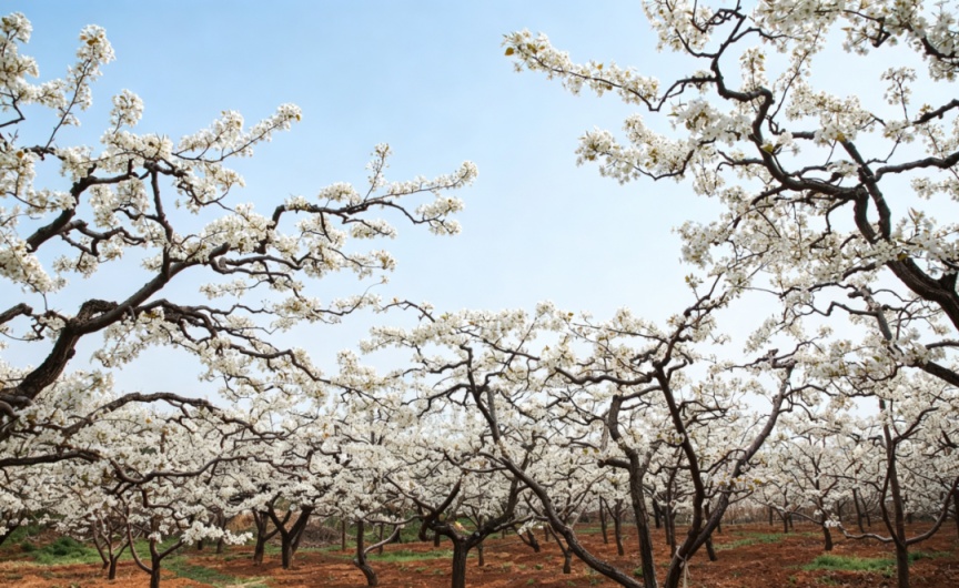 密云不老屯镇花“海”绽放，万亩梨花与密云水库同框