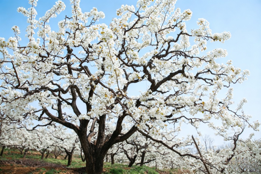 密云不老屯镇花“海”绽放，万亩梨花与密云水库同框