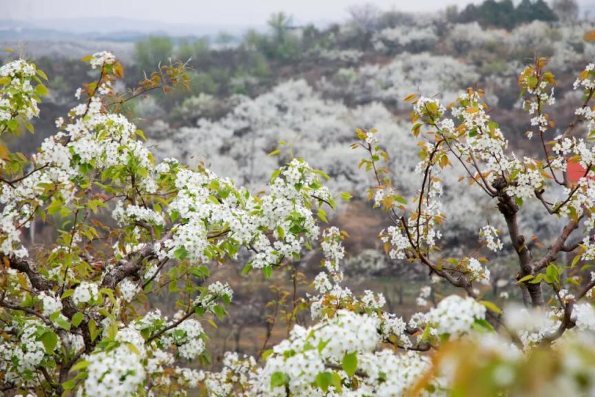 密云不老屯镇花“海”绽放，万亩梨花与密云水库同框