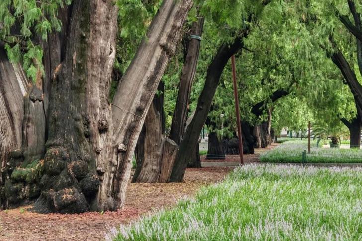 北京这些市属公园古树待认养，认养流程和须知请查收