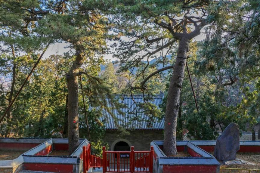 北京这些市属公园古树待认养，认养流程和须知请查收