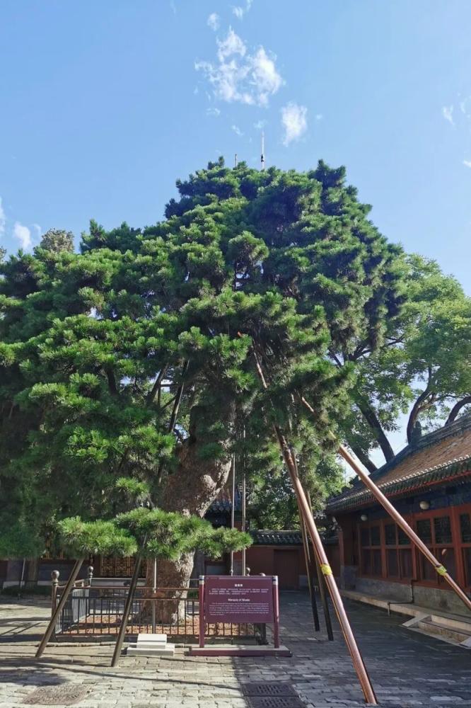 北京这些市属公园古树待认养，认养流程和须知请查收