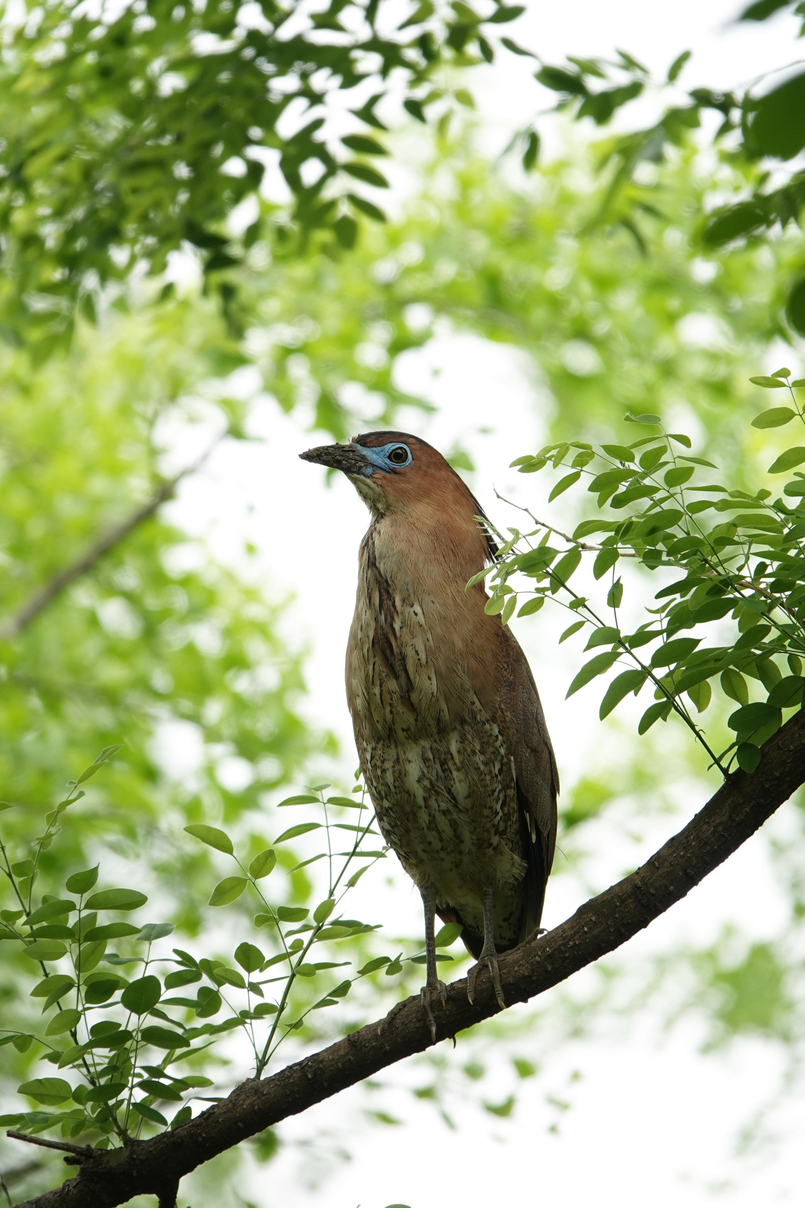 北京野生动物“上新”！黑冠鳽、华北蝮等5种首次入列名录