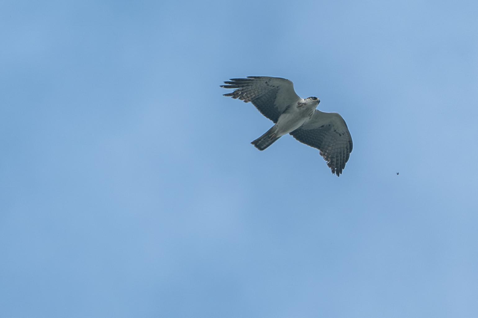 北京野生动物“上新”！黑冠鳽、华北蝮等5种首次入列名录