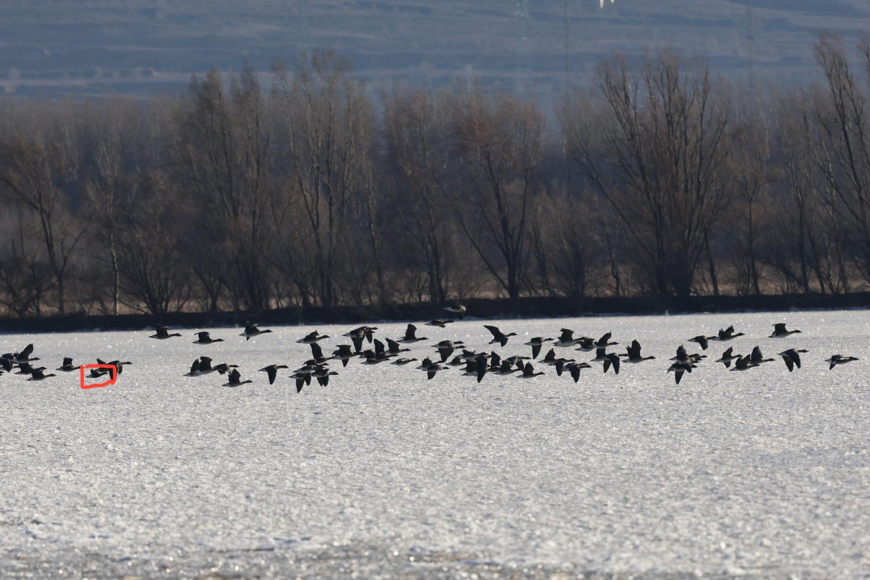 北京野生动物“上新”！黑冠鳽、华北蝮等5种首次入列名录