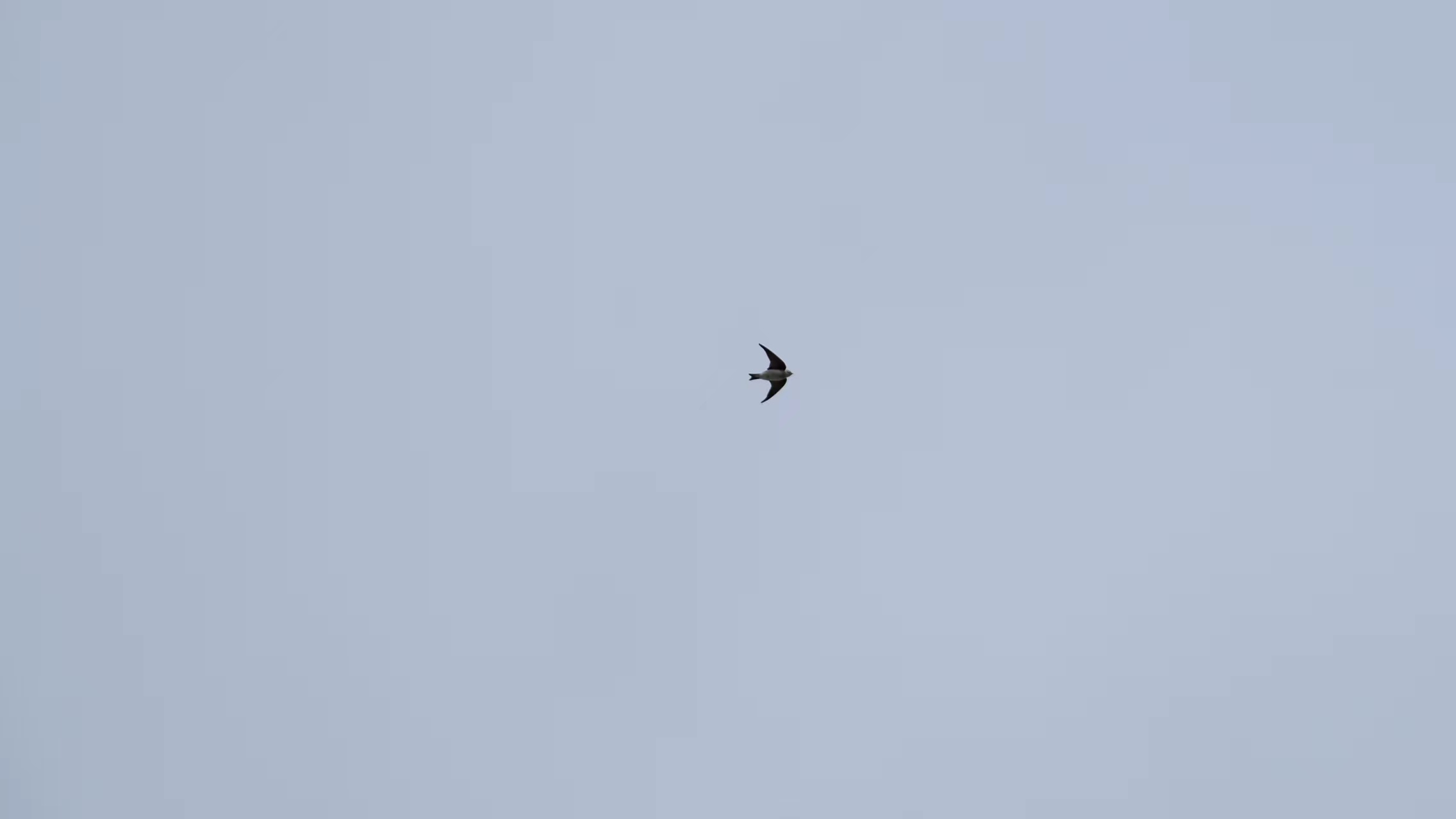 北京野生动物“上新”！黑冠鳽、华北蝮等5种首次入列名录