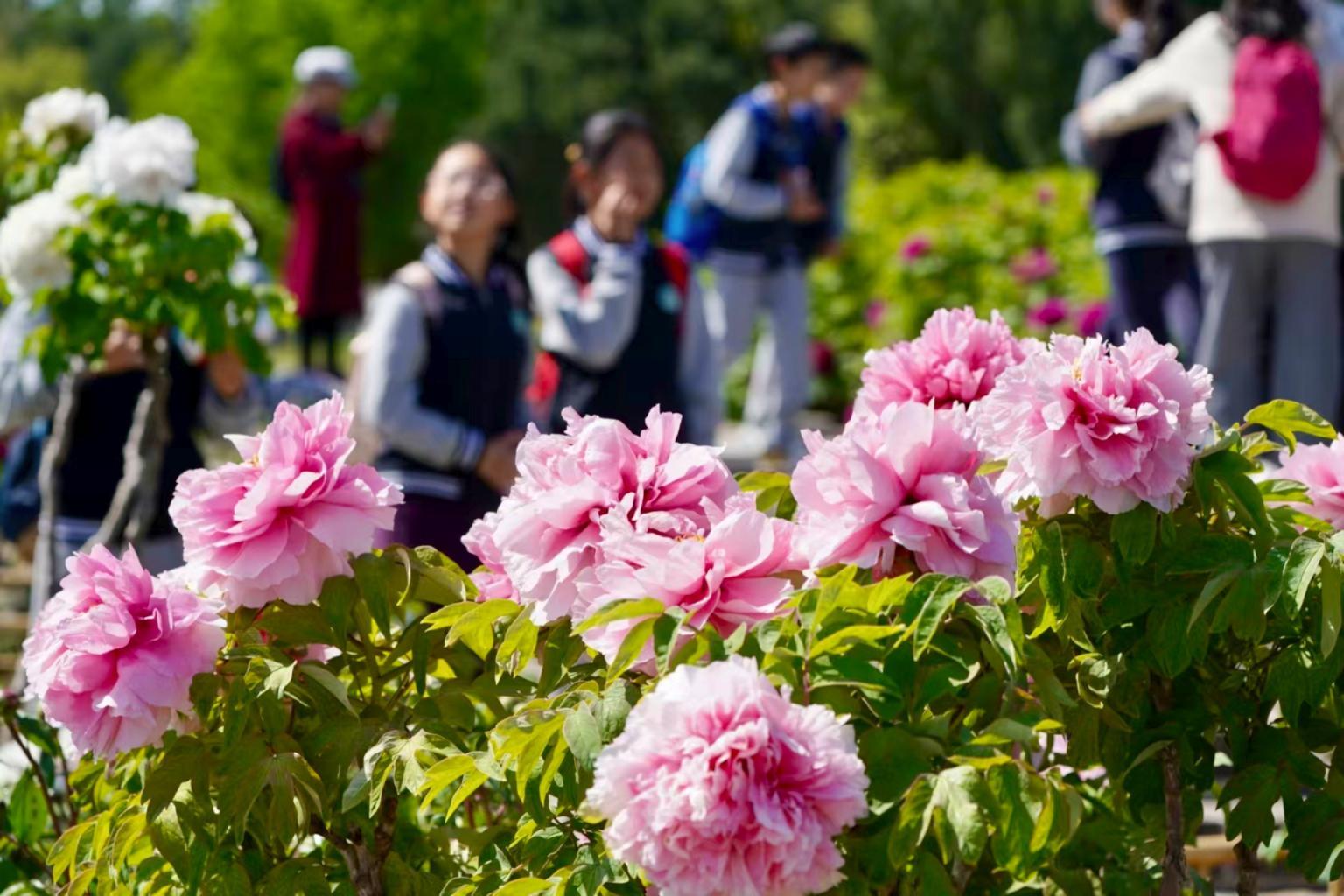 谷雨赏牡丹！圆明园牡丹最多种植区今年有了新变化