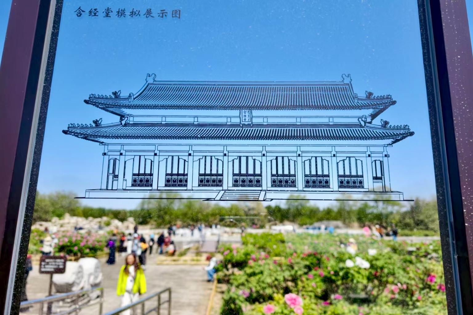 谷雨赏牡丹！圆明园牡丹最多种植区今年有了新变化