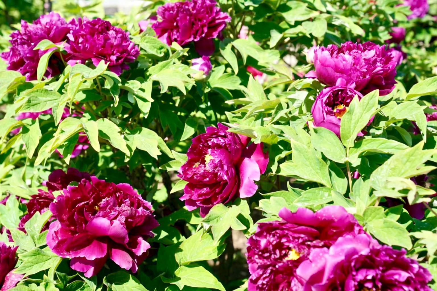 谷雨赏牡丹！圆明园牡丹最多种植区今年有了新变化