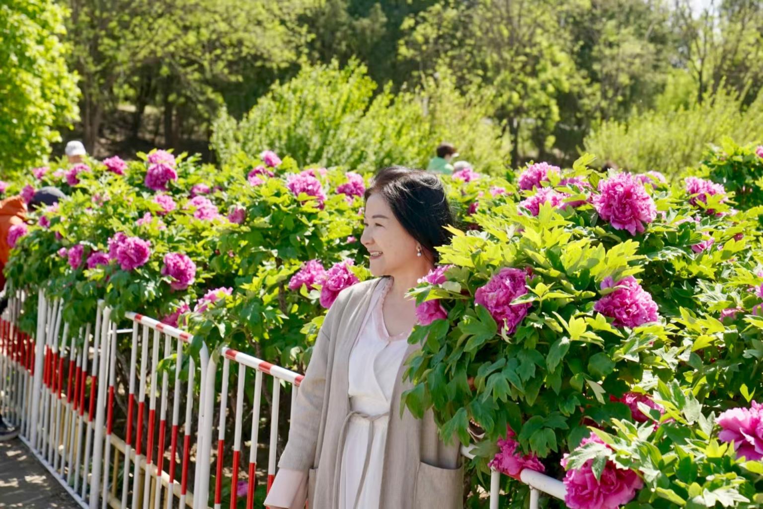 谷雨赏牡丹！圆明园牡丹最多种植区今年有了新变化