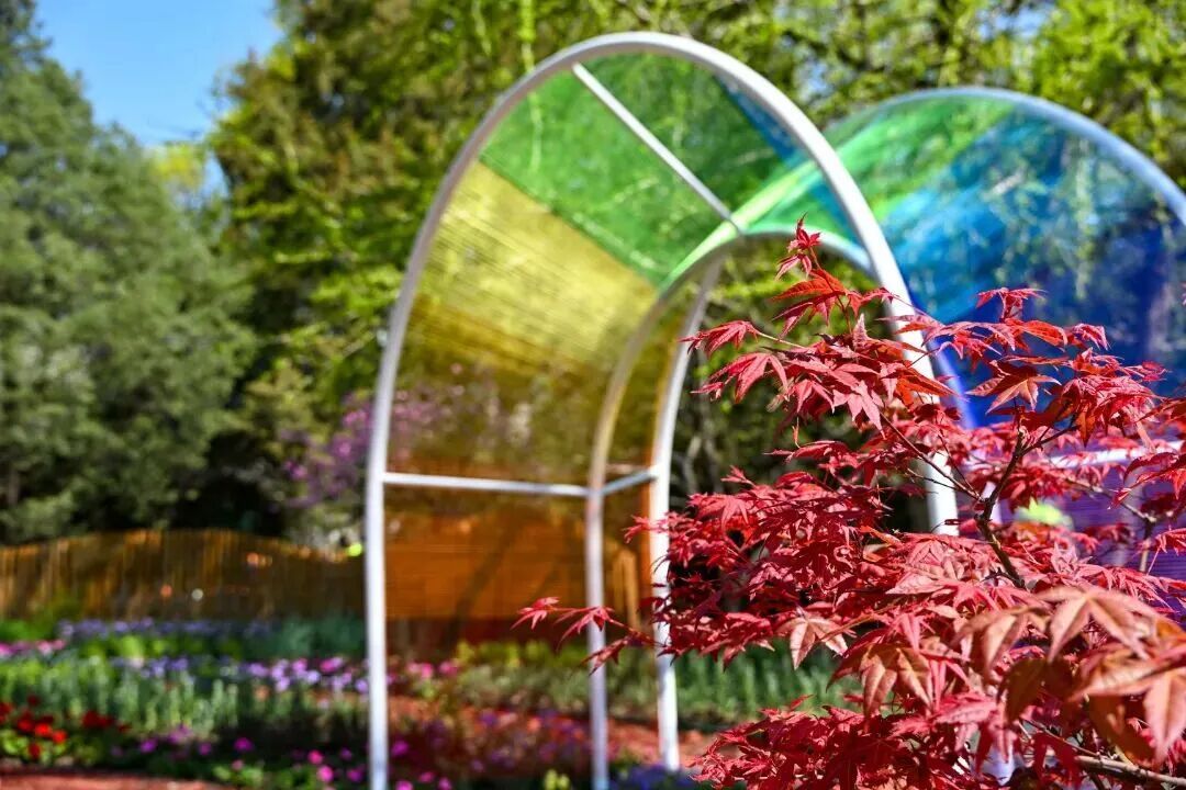 壮观！北京的高山杜鹃花开了，观赏期持续至“五一”假期！