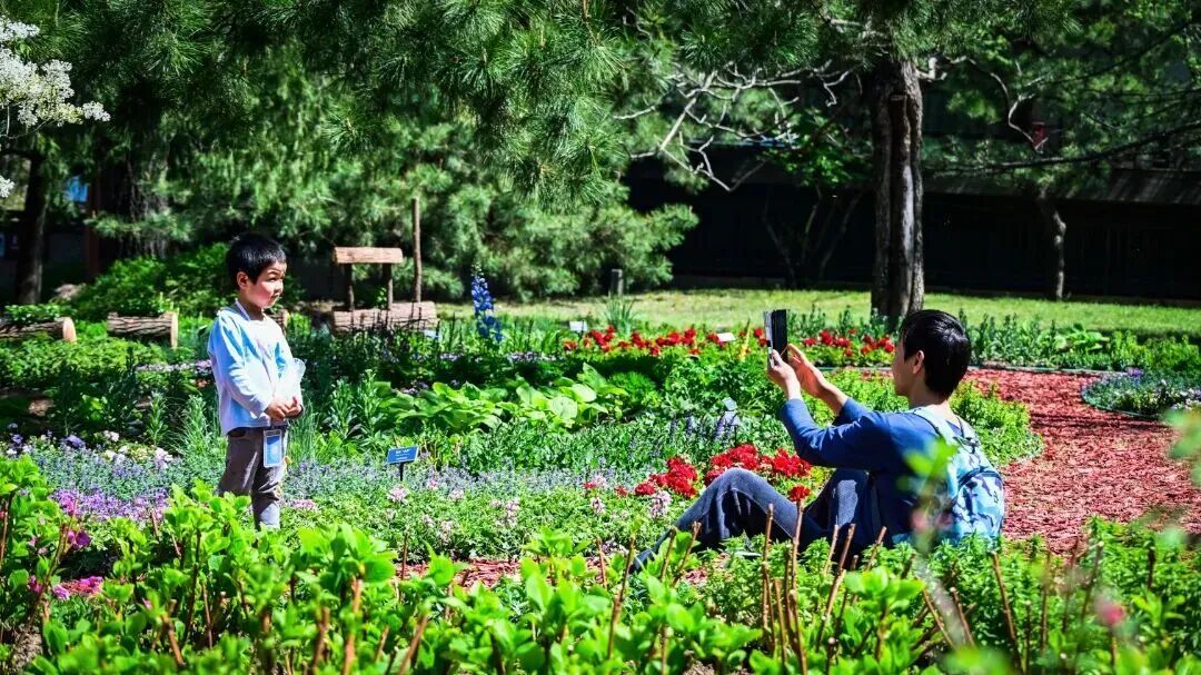 壮观！北京的高山杜鹃花开了，观赏期持续至“五一”假期！