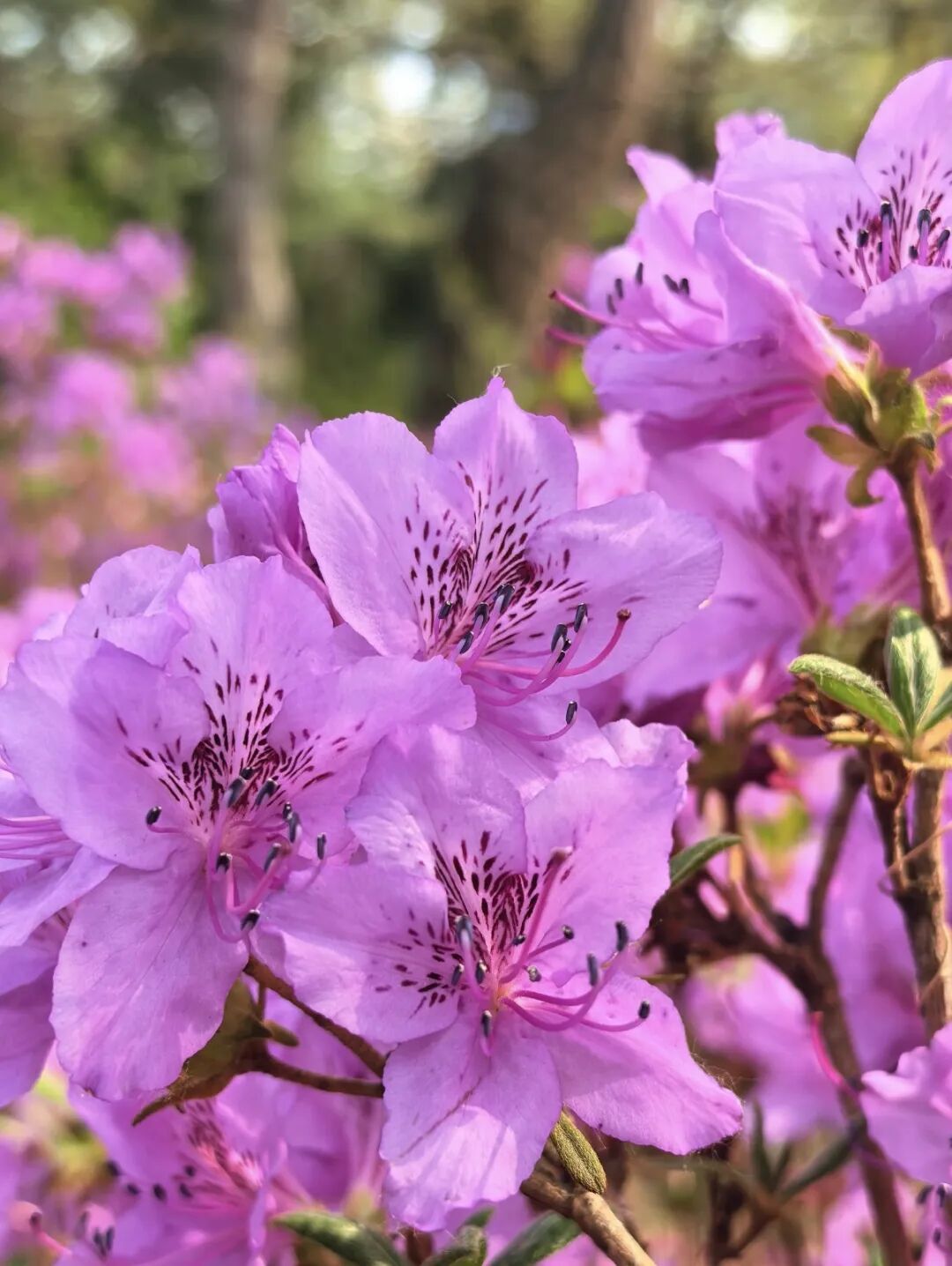 壮观！北京的高山杜鹃花开了，观赏期持续至“五一”假期！