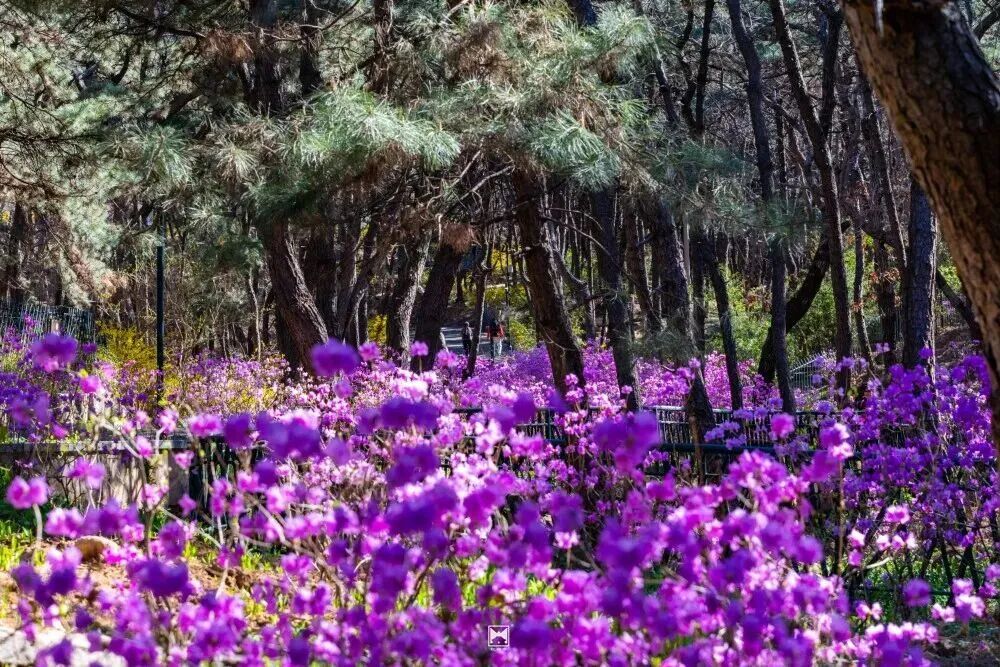 壮观！北京的高山杜鹃花开了，观赏期持续至“五一”假期！