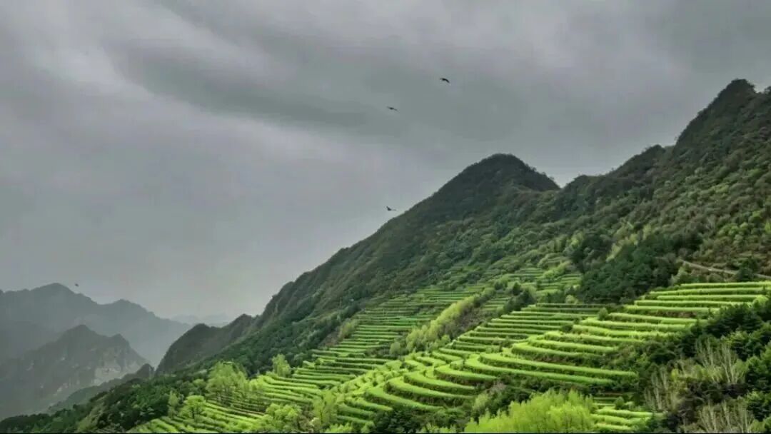 壮观！北京的高山杜鹃花开了，观赏期持续至“五一”假期！