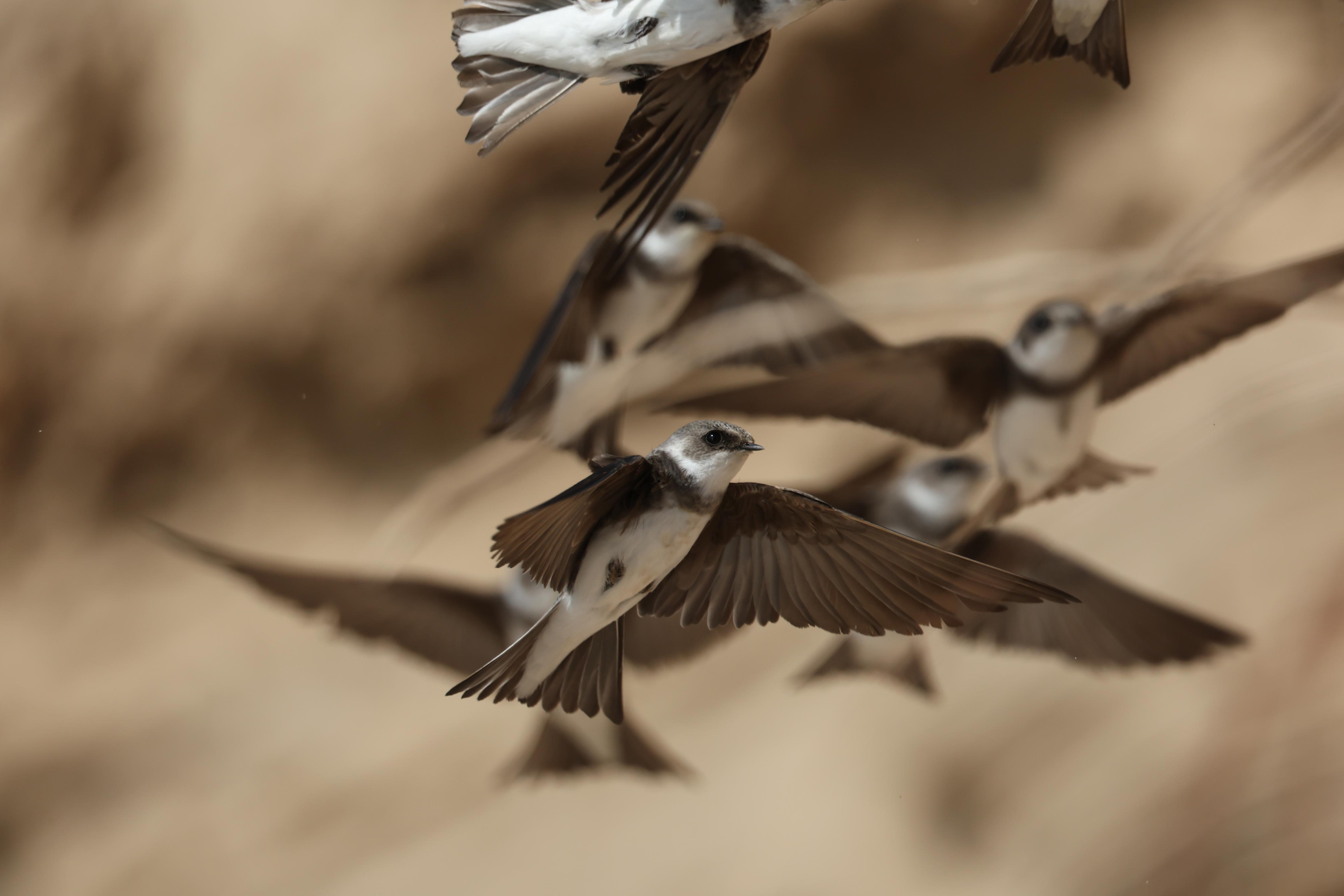 崖沙燕如约飞回永定河了！正忙着“认窝筑巢”