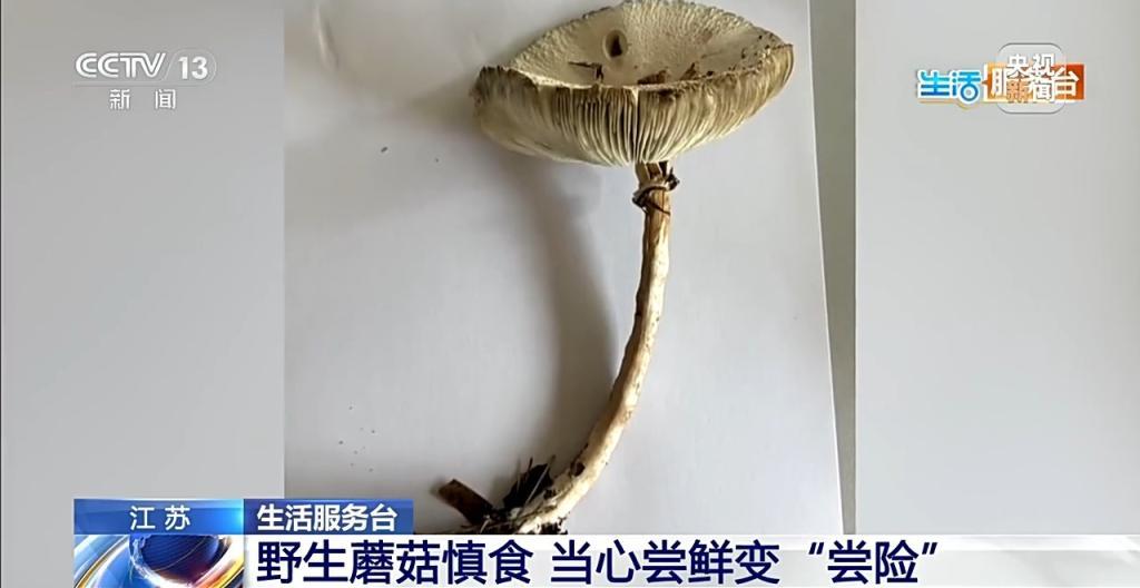 野生蘑菇要慎食 当心尝鲜变“尝险”