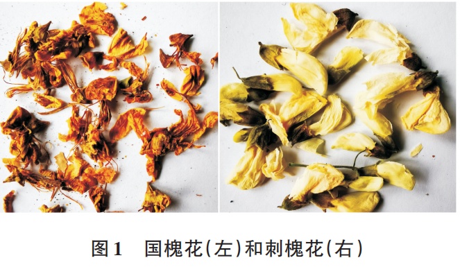 维生素C是苹果的10倍！这种花现在吃正合适 但要注意——