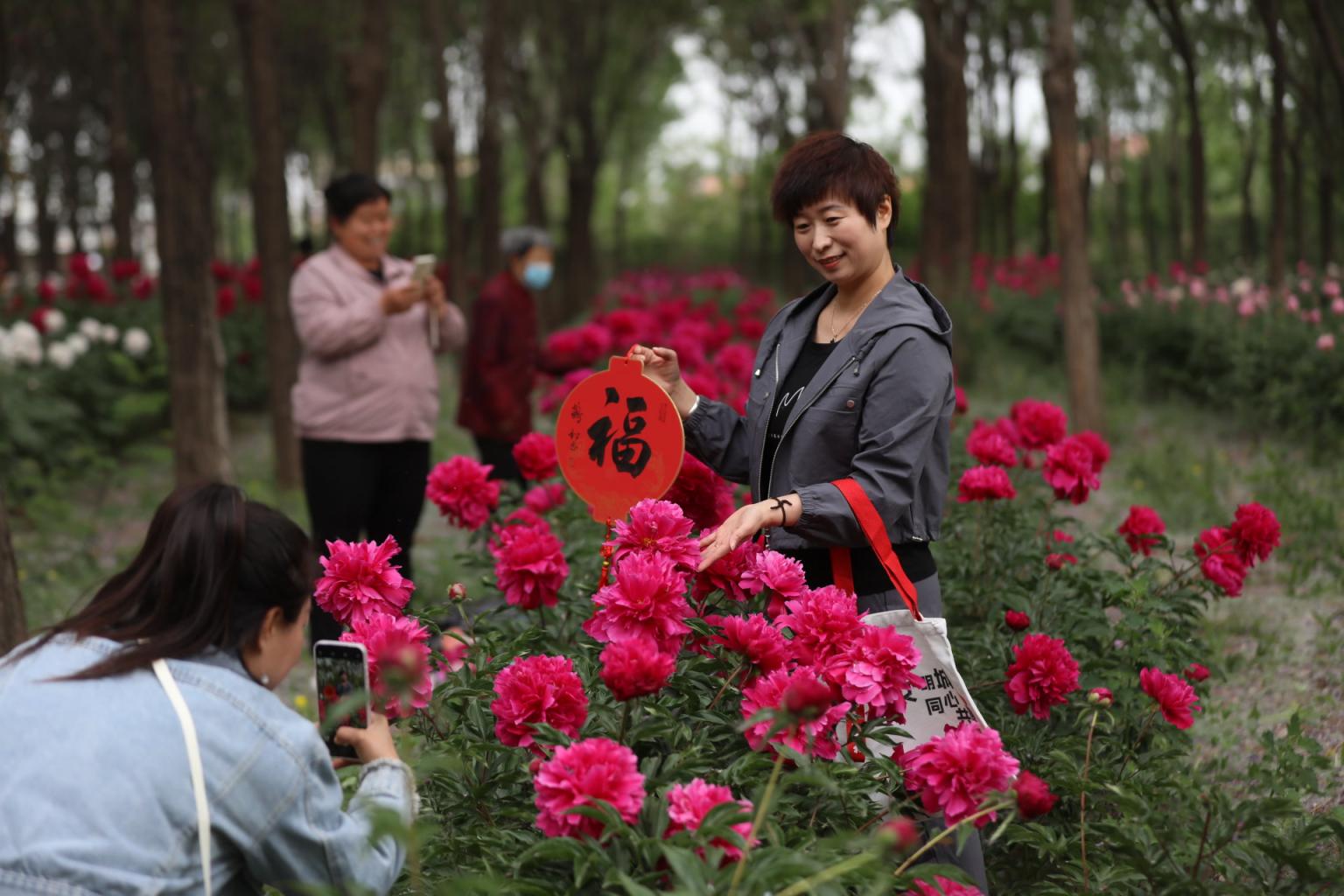 平谷区前台头村第四届芍药文化季启幕，10万株芍药花次第盛开